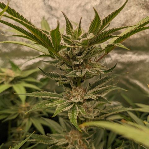Lemon Orange Haze  growlog timeline photo
