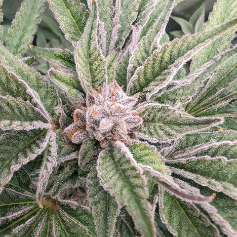 Lemon Orange Haze  growlog timeline photo