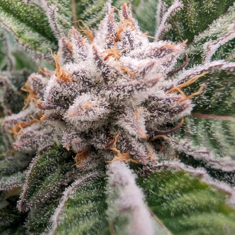 Lemon Orange Haze  growlog timeline photo