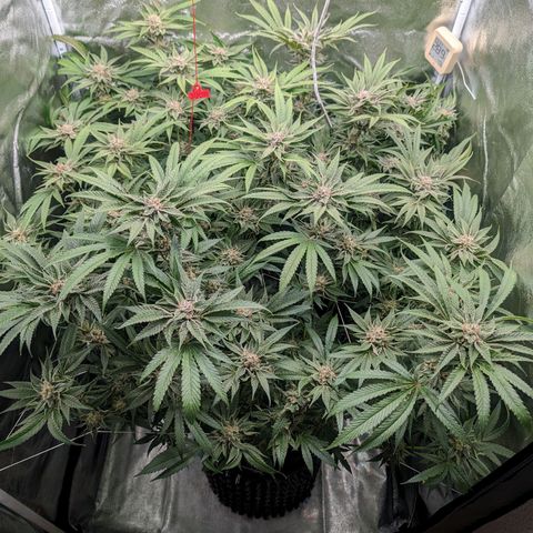 Lemon Orange Haze  growlog timeline photo