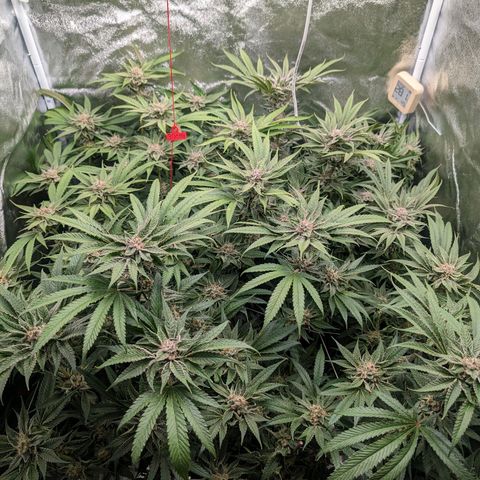 Lemon Orange Haze  growlog timeline photo
