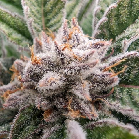 Lemon Orange Haze  growlog timeline photo