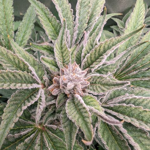 Lemon Orange Haze  growlog timeline photo