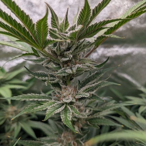 Lemon Orange Haze  growlog timeline photo