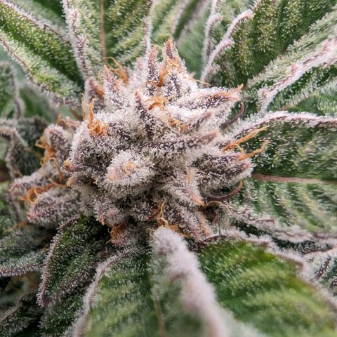 Lemon Orange Haze  growlog timeline photo