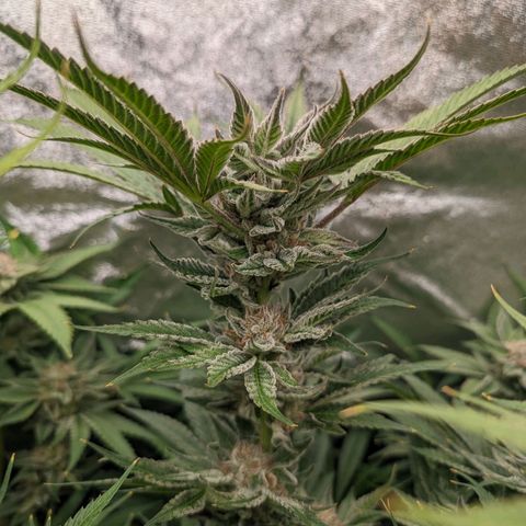 Lemon Orange Haze  growlog timeline photo