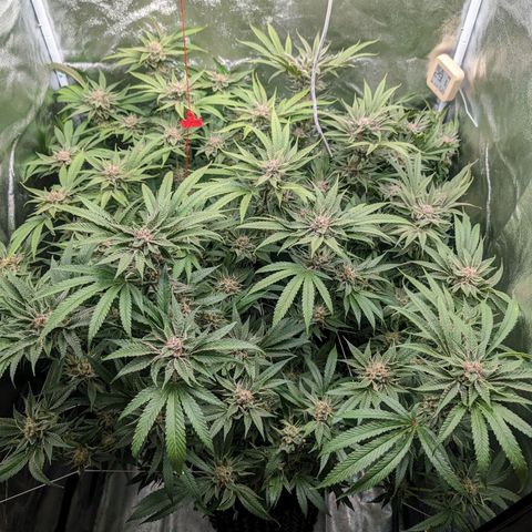 Lemon Orange Haze  growlog timeline photo