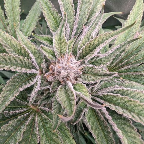 Lemon Orange Haze  growlog timeline photo