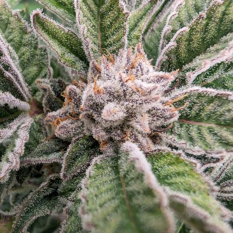 Lemon Orange Haze  growlog timeline photo