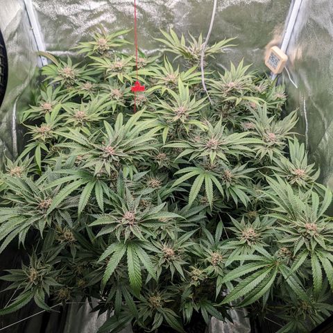 Lemon Orange Haze  growlog timeline photo