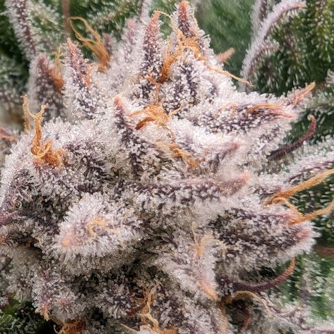 Lemon Orange Haze  growlog timeline photo