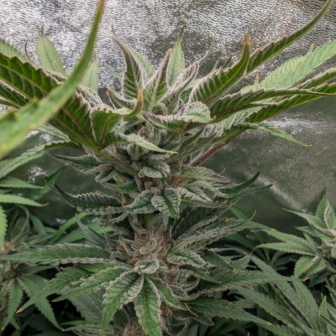 Lemon Orange Haze  growlog timeline photo