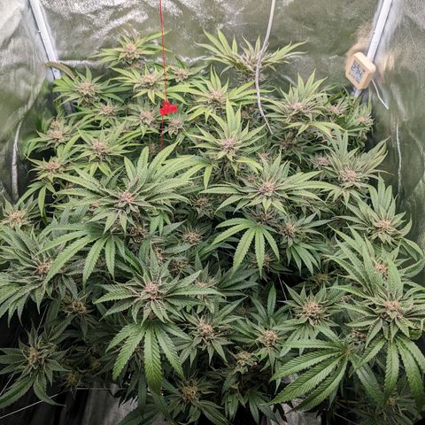 Lemon Orange Haze  growlog timeline photo