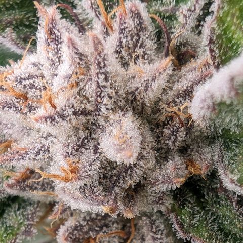 Lemon Orange Haze  growlog timeline photo