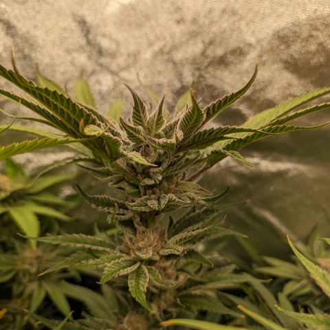 Lemon Orange Haze  growlog timeline photo