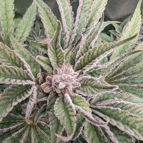 Lemon Orange Haze  growlog timeline photo