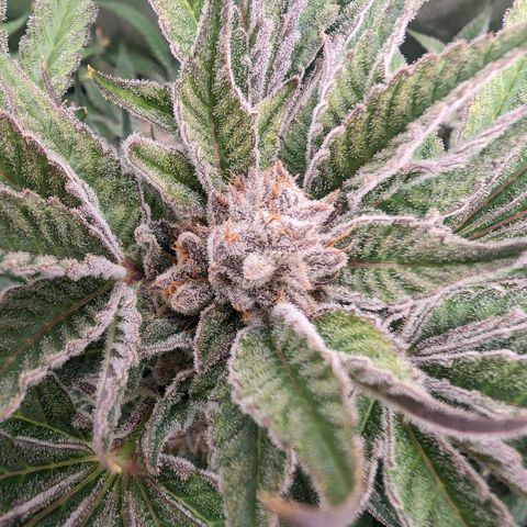 Lemon Orange Haze  growlog timeline photo