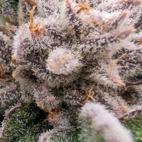 Lemon Orange Haze  growlog timeline photo