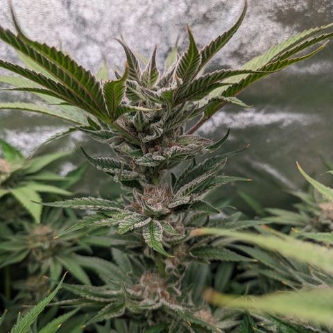 Lemon Orange Haze  growlog timeline photo