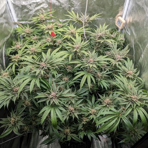 Lemon Orange Haze  growlog timeline photo