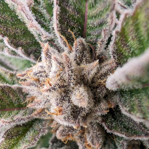 Lemon Orange Haze  growlog timeline photo