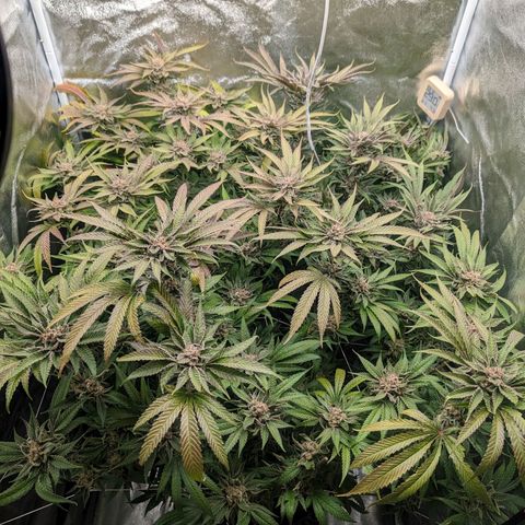 Lemon Orange Haze  growlog timeline photo