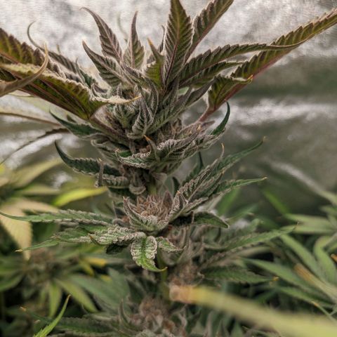 Lemon Orange Haze  growlog timeline photo