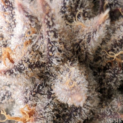 Lemon Orange Haze  growlog timeline photo