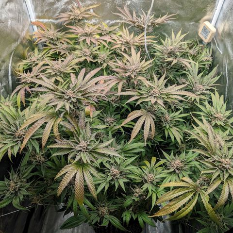 Lemon Orange Haze  growlog timeline photo