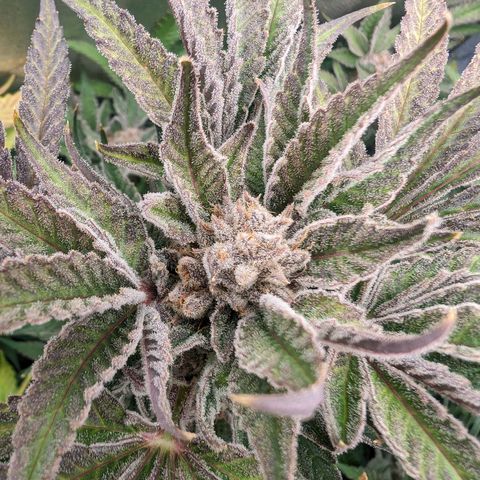 Lemon Orange Haze  growlog timeline photo