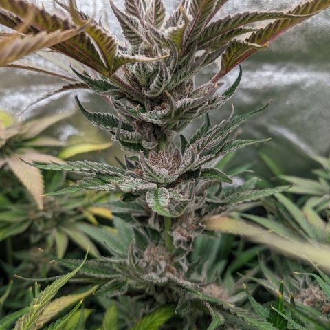 Lemon Orange Haze  growlog timeline photo