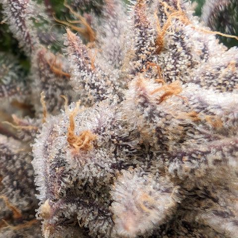 Lemon Orange Haze  growlog timeline photo