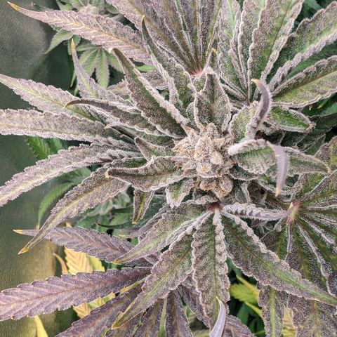 Lemon Orange Haze  growlog timeline photo