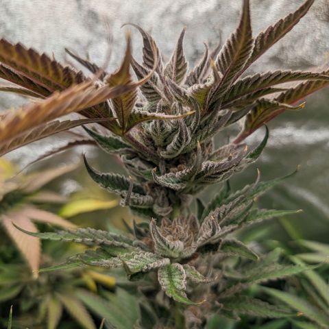 Lemon Orange Haze  growlog timeline photo