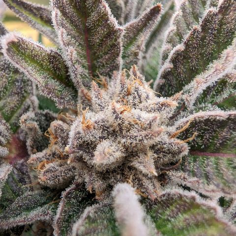 Lemon Orange Haze  growlog timeline photo