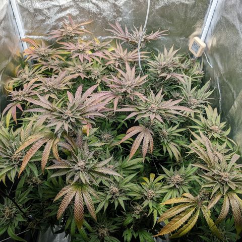 Lemon Orange Haze  growlog timeline photo