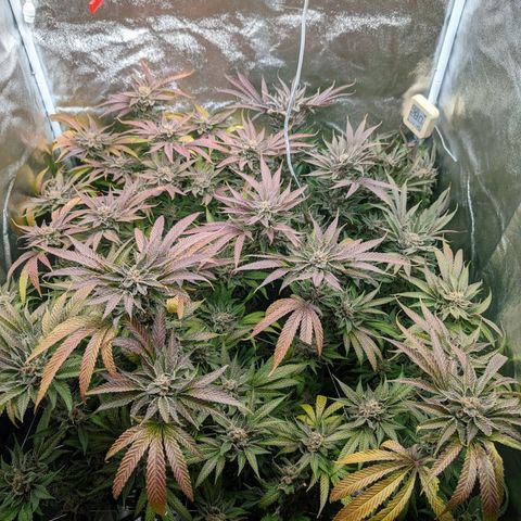 Lemon Orange Haze  growlog timeline photo