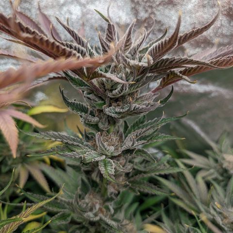 Lemon Orange Haze  growlog timeline photo