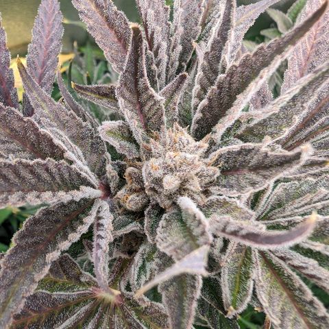 Lemon Orange Haze  growlog timeline photo