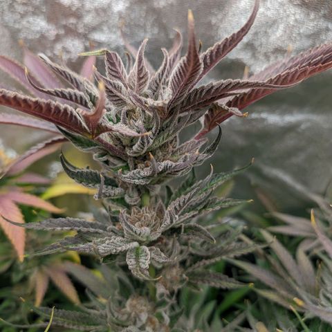 Lemon Orange Haze  growlog timeline photo