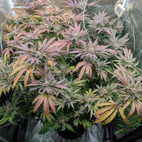 Lemon Orange Haze  growlog timeline photo