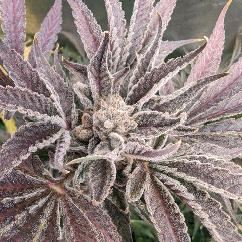 Lemon Orange Haze  growlog timeline photo