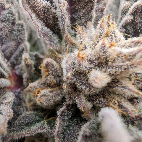 Lemon Orange Haze  growlog timeline photo