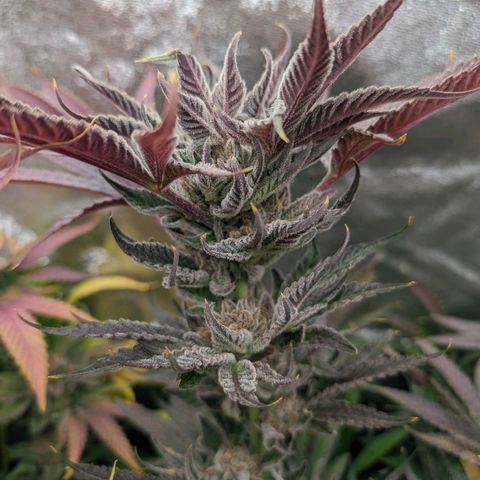 Lemon Orange Haze  growlog timeline photo