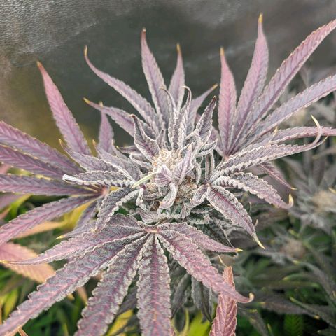 Lemon Orange Haze  growlog timeline photo