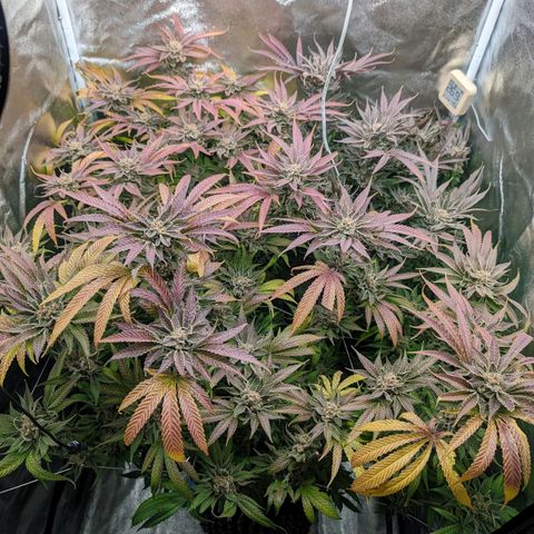 Lemon Orange Haze  growlog timeline photo