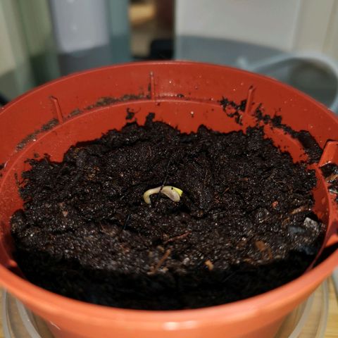 Royal Dwarf Auto growlog timeline photo