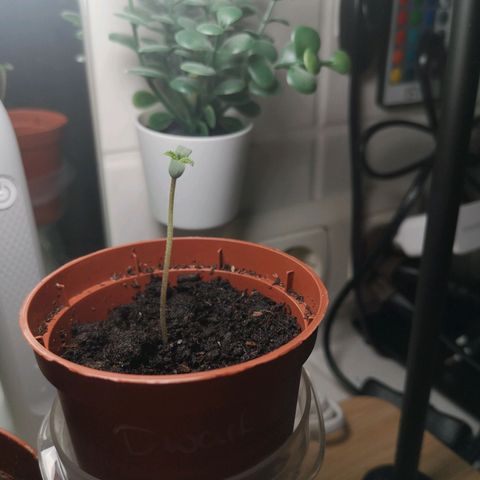 Royal Dwarf Auto growlog timeline photo