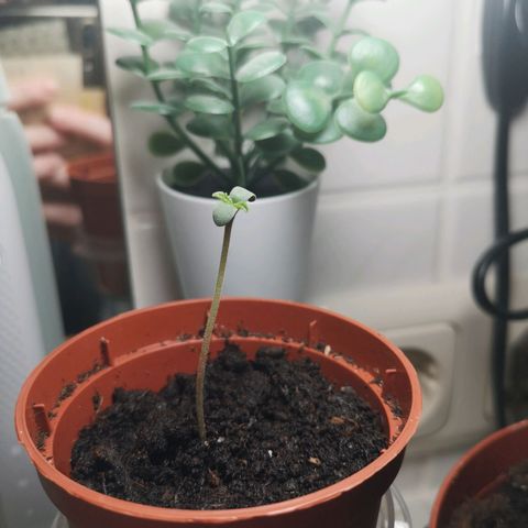 Royal Dwarf Auto growlog timeline photo