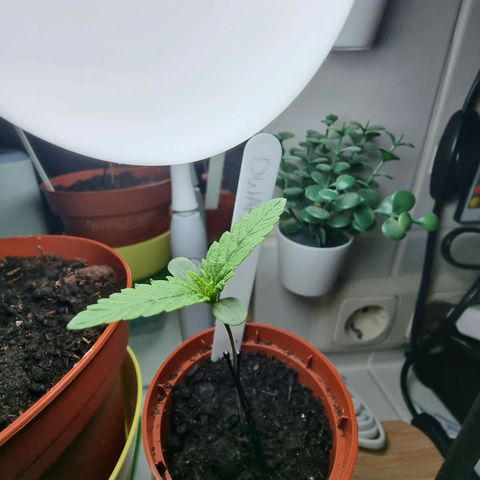 Royal Dwarf Auto growlog photo: <3